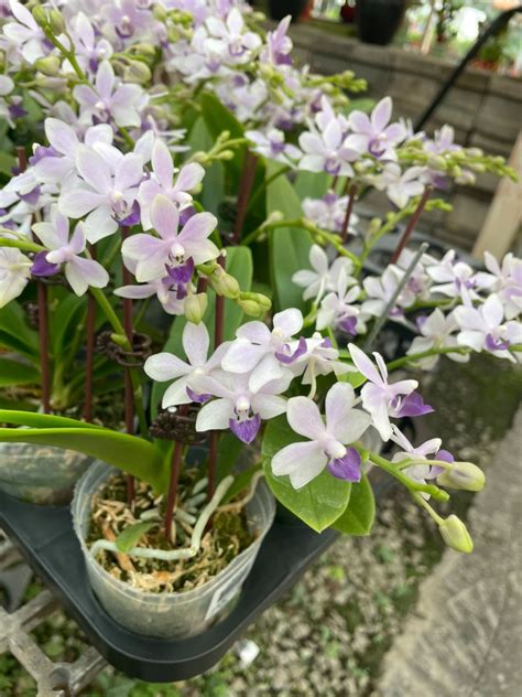 紫式部 蘭花|仙氣飄飄的夢幻藍色系【紫式部朵麗蝶】＃小編推薦.